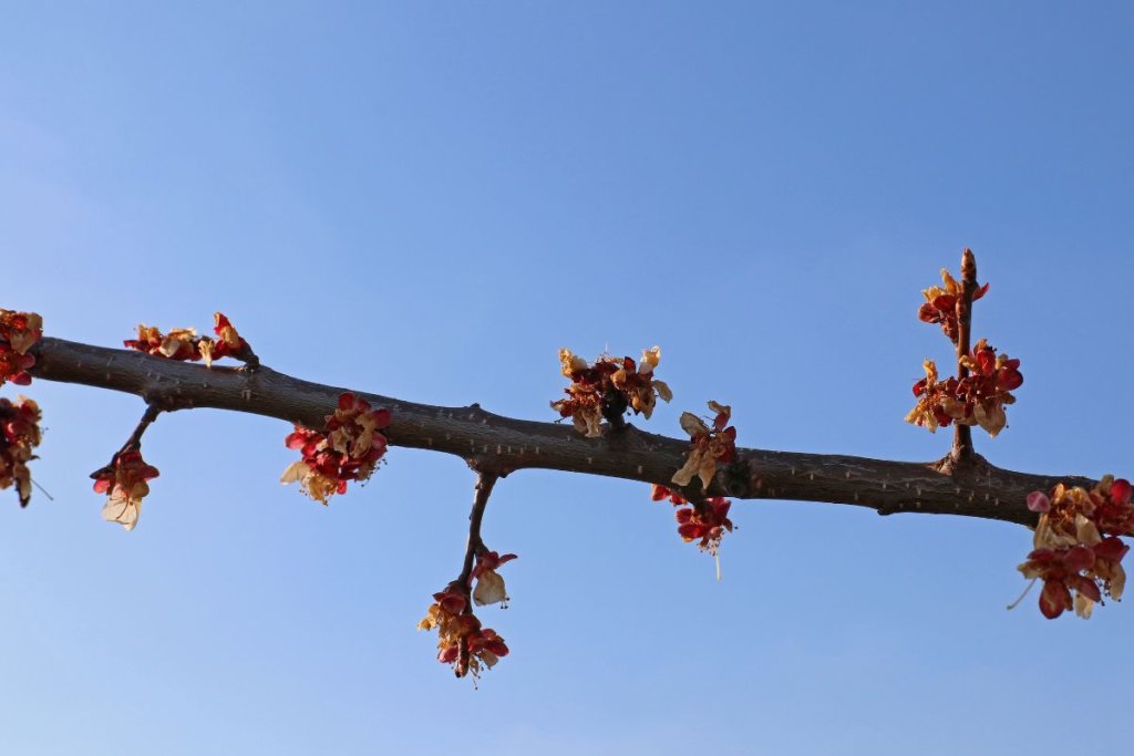 Spring Frosts and Hail Hits Southern Europe’s Fruit Crops